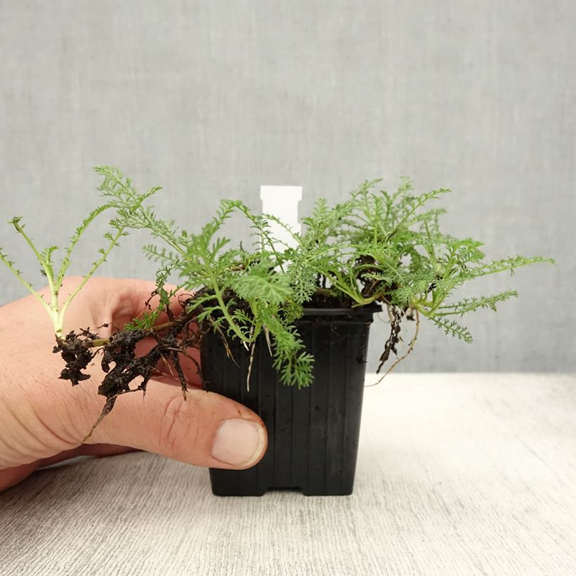 Exemplar von Achillea odorata - Duftende Schafgarbe Kleine Töpfe von 8/9 cm wie im Herbst geliefert