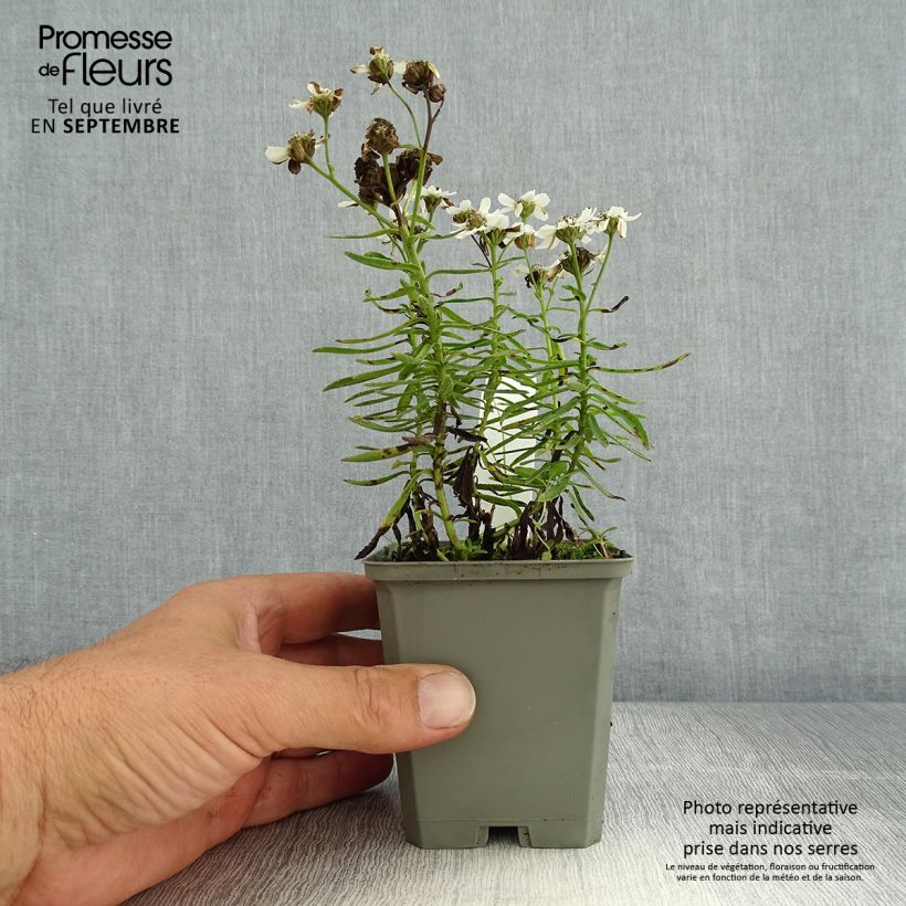 Exemplar von Achillea ptarmica Nana Compacta - Sumpf-Schafgarbe Kleine Töpfe von 8/9 cm wie im Sommer geliefert