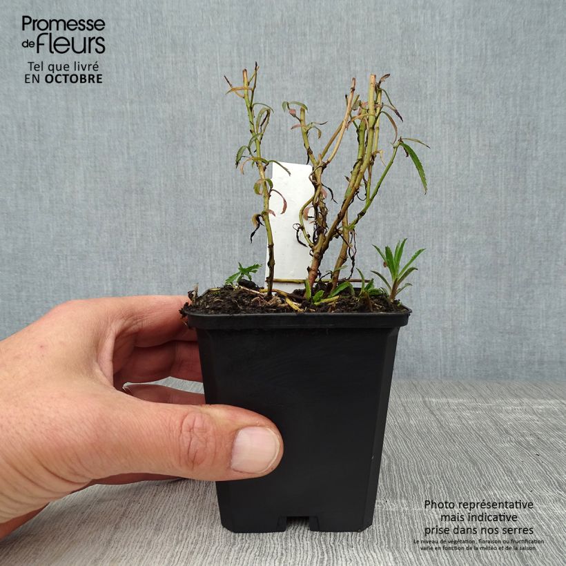Exemplar von Achillea ptarmica Perry s White - Sumpf-Schafgarbe Kleine Töpfe von 8/9 cm wie im Herbst geliefert