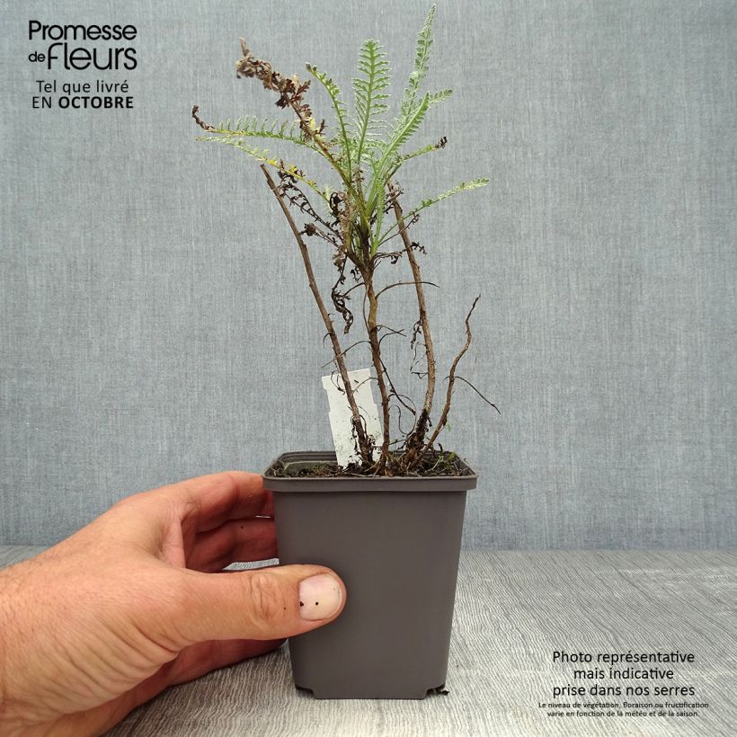 Exemplar von Achillea taygetea - Schafgarbe Kleine Töpfe von 8/9 cm wie im Herbst geliefert