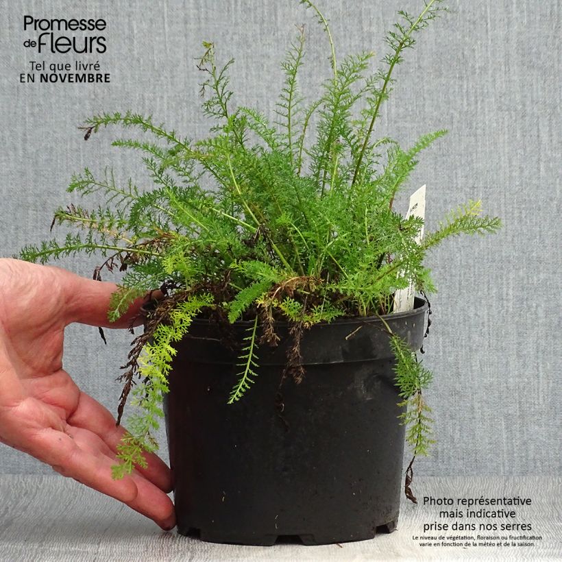 Exemplar von Achillea tomentosa - Filzige Schafgarbe Topf mit 2L/3L wie im Herbst geliefert