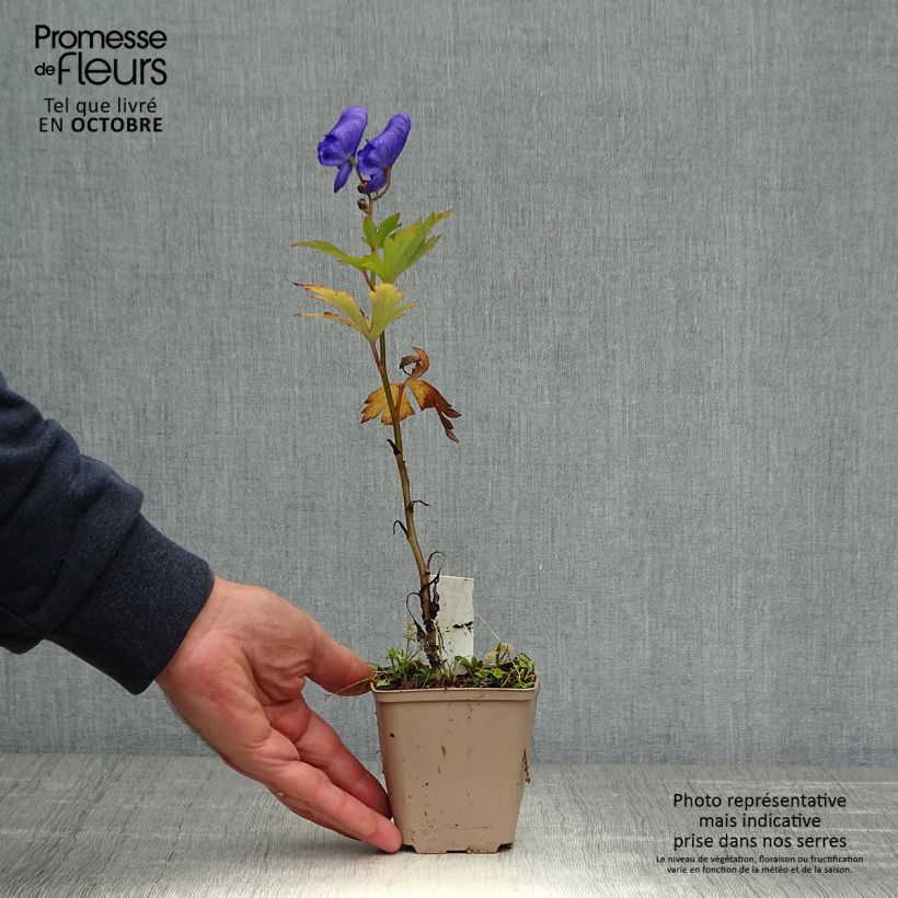 Exemplar von Aconitum carmichaelii Arendsii - Herbsteisenhut Kleine Töpfe von 8/9 cm wie im Herbst geliefert