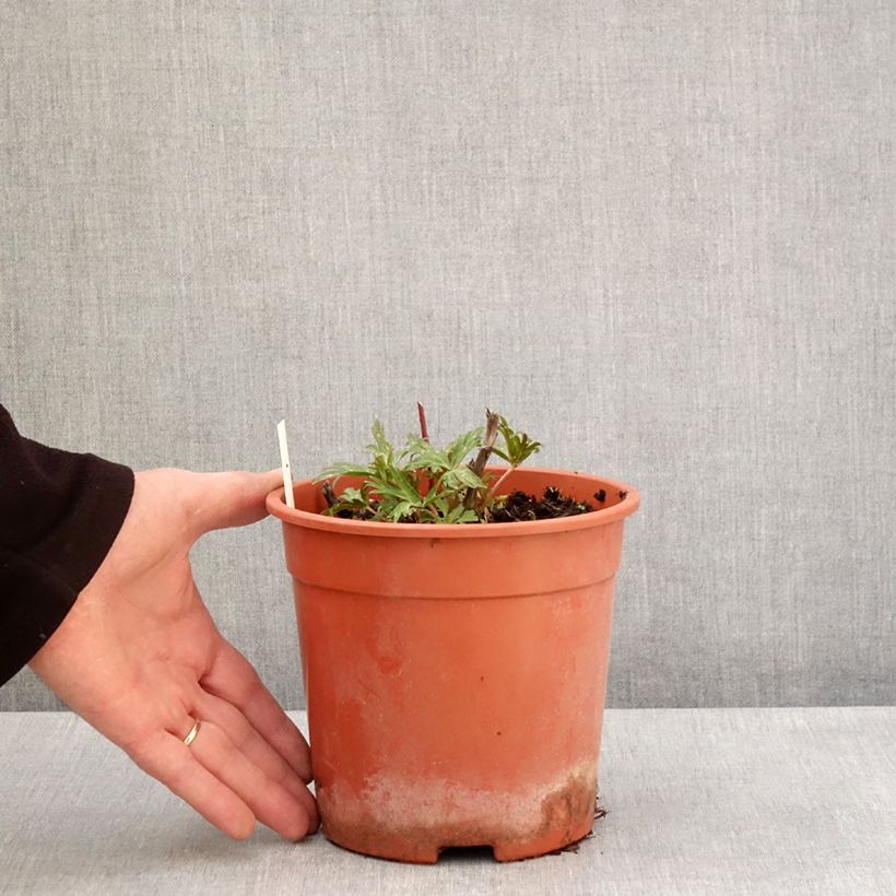 Exemplar von Aconitum carmichaelii Royal Flush - Herbsteisenhut Topf mit 2L/3L wie im Frühjahr geliefert
