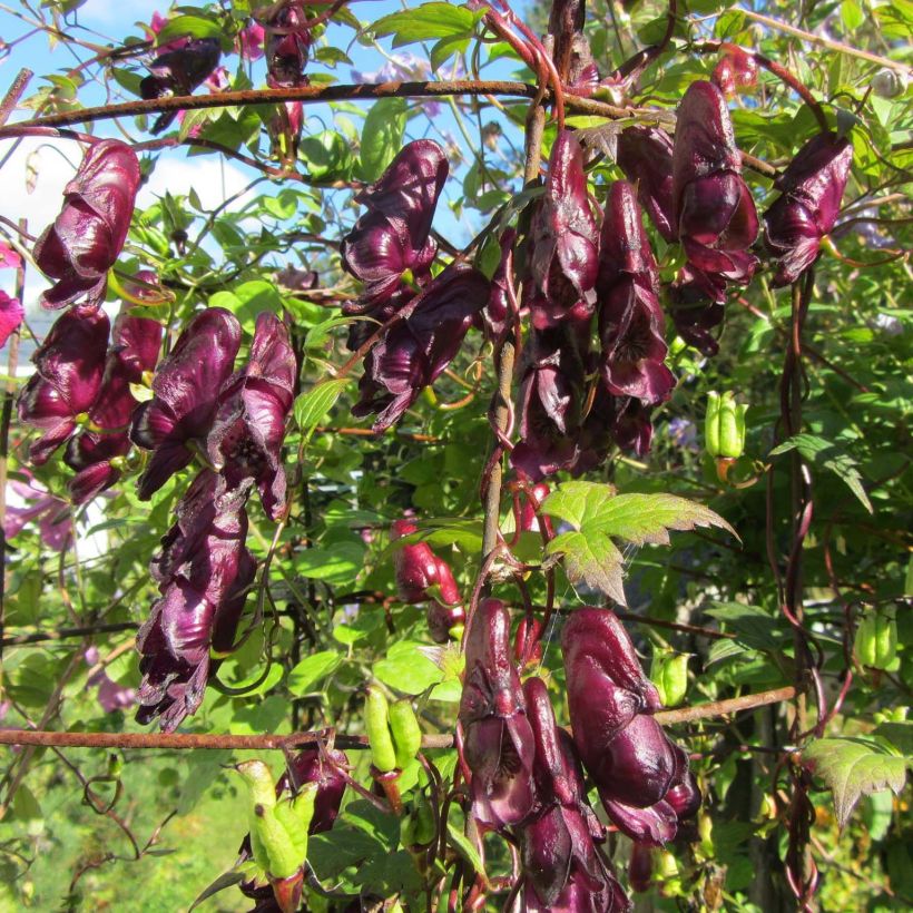 Aconitum hemsleyanum Red Wine - Weinroter Eisenhut (Blüte)