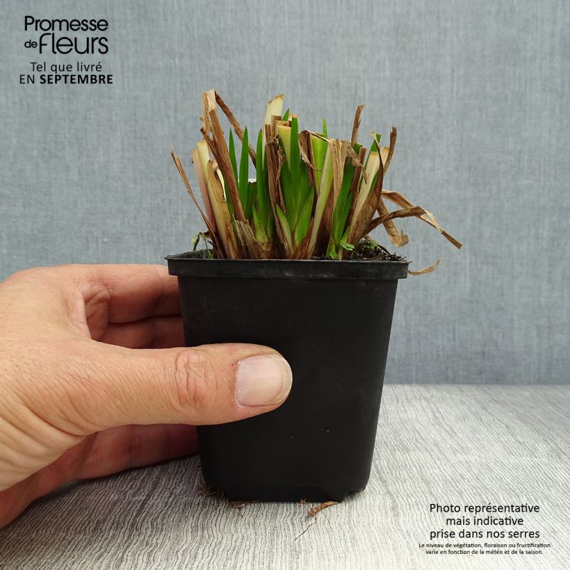 Exemplar von Acorus calamus - Kalmus Kleine Töpfe von 8/9 cm wie im Herbst geliefert