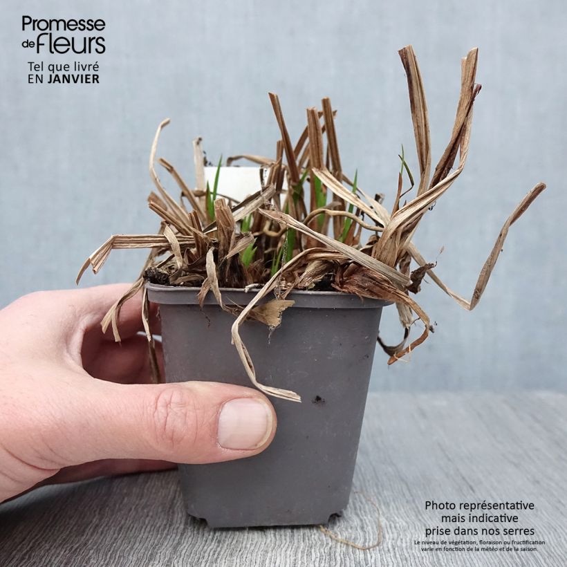 Exemplar von Acorus calamus - Kalmus Kleine Töpfe von 8/9 cm wie im Winter geliefert