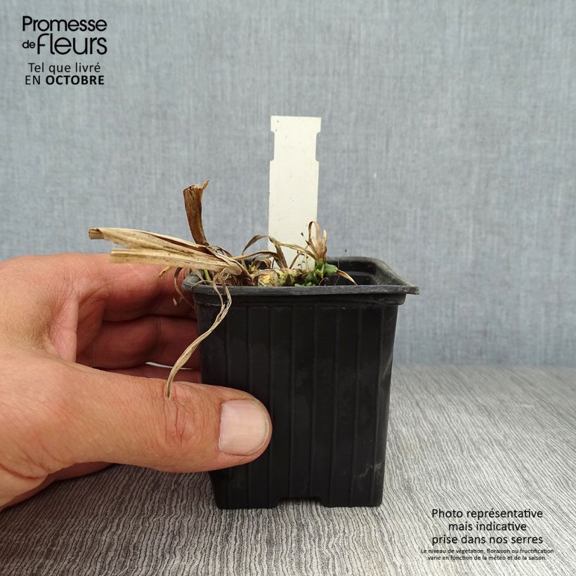 Exemplar von Acorus calamus Variegatus - Kalmus Kleine Töpfe von 8/9 cm wie im Herbst geliefert