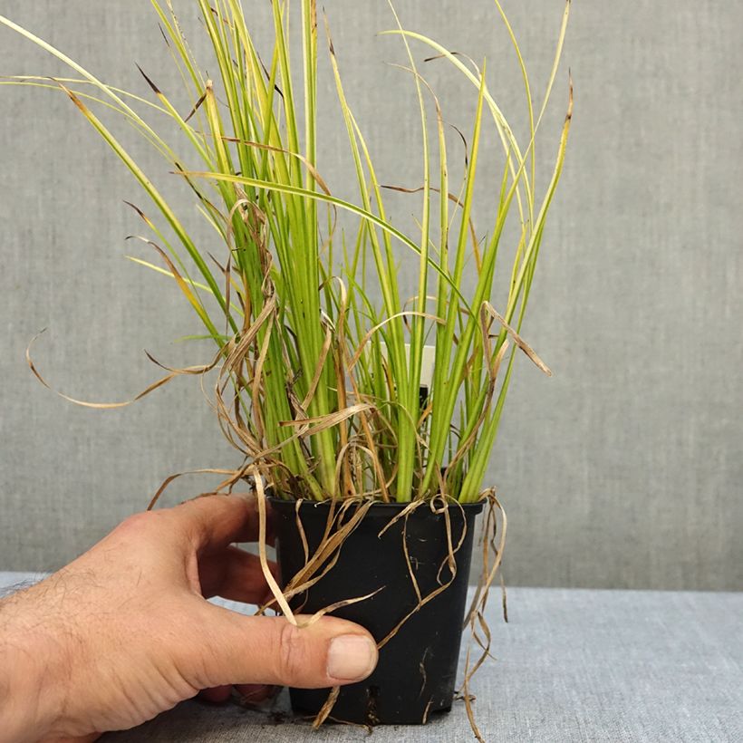 Exemplar von Acorus gramineus - Gras-Kalmus Kleine Töpfe von 8/9 cm wie im Herbst geliefert