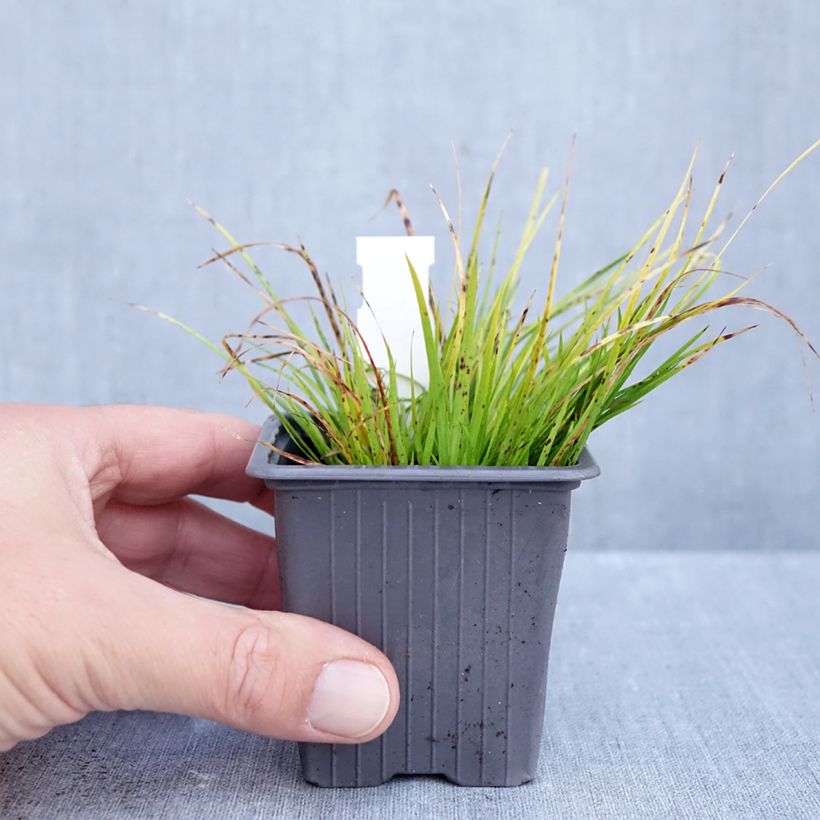 Exemplar von Acorus gramineus Hakuro Nishiki - Gras-Kalmus Kleine Töpfe von 8/9 cm wie im Herbst geliefert