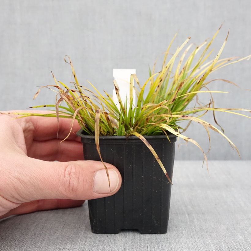 Exemplar von Acorus gramineus Hakuro Nishiki - Gras-Kalmus Kleine Töpfe von 8/9 cm wie im Winter geliefert