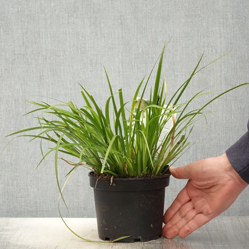 Exemplar von Acorus gramineus Licorice - Gras-Kalmus Topf mit 1,5L/2L wie im Frühjahr geliefert