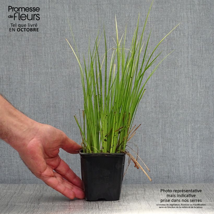Exemplar von Acorus gramineus Ogon - Gras-Kalmus Kleine Töpfe von 8/9 cm wie im Herbst geliefert