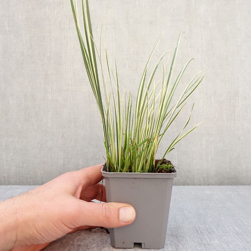 Exemplar von Acorus gramineus Variegatus - Gras-Kalmus Kleine Töpfe von 8/9 cm wie im Winter geliefert