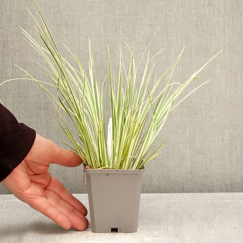 Exemplar von Acorus gramineus Variegatus - Gras-Kalmus Kleine Töpfe von 8/9 cm wie im Frühjahr geliefert