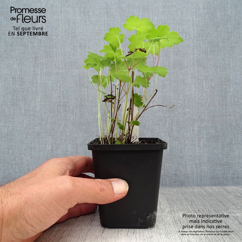 Exemplar von Actaea japonica Cheju-Do - Zwerg-Silberkerze Kleine Töpfe von 8/9 cm wie im Herbst geliefert