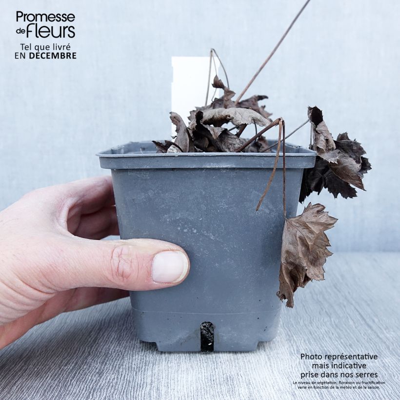 Exemplar von Actaea japonica Cheju-Do - Zwerg-Silberkerze Topf mit 1L/1,5L wie im Herbst geliefert