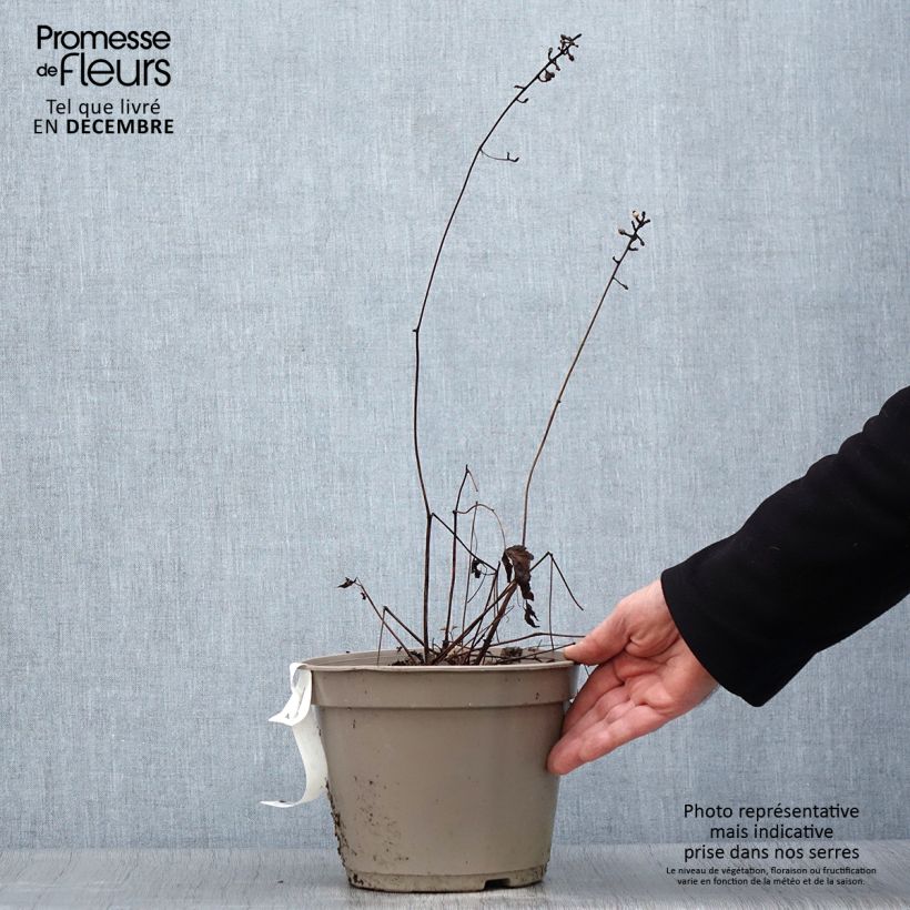 Exemplar von Actaea pachypoda Misty Blue - Weißfruchtiges Christophskraut Topf mit 3L/4L wie im Winter geliefert