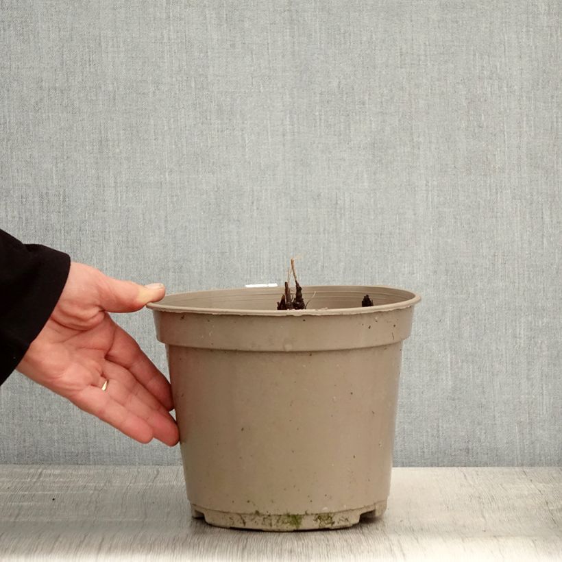 Exemplar von Actaea pachypoda Misty Blue - Weißfruchtiges Christophskraut Topf mit 3L/4L wie im Frühjahr geliefert