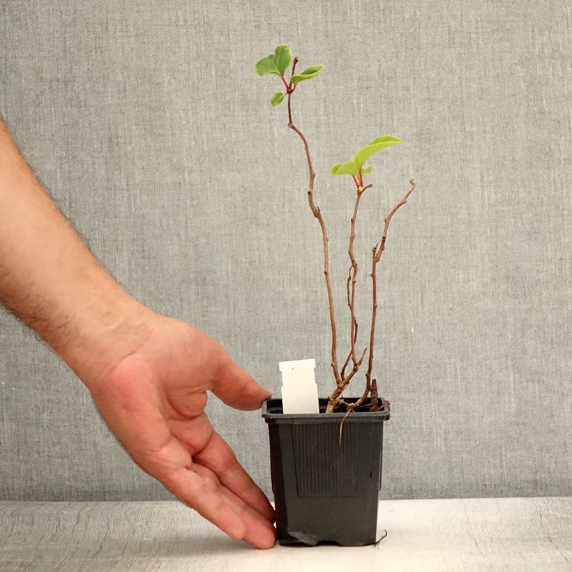 Exemplar von Actinidia arguta Domino (Weiblich) - Zwerg Kiwi Topf 10 cm/11cm wie im Sommer geliefert