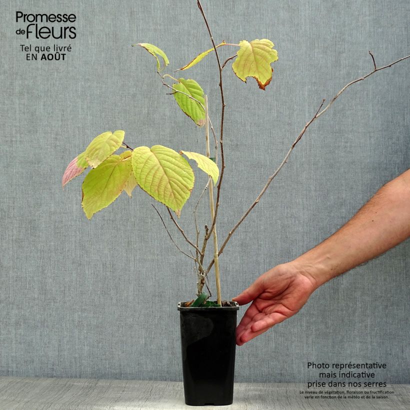 Exemplar von Actinidia kolomikta Adam - Buntblättrige Kiwi Topf mit 1,5L/2L wie im Sommer geliefert