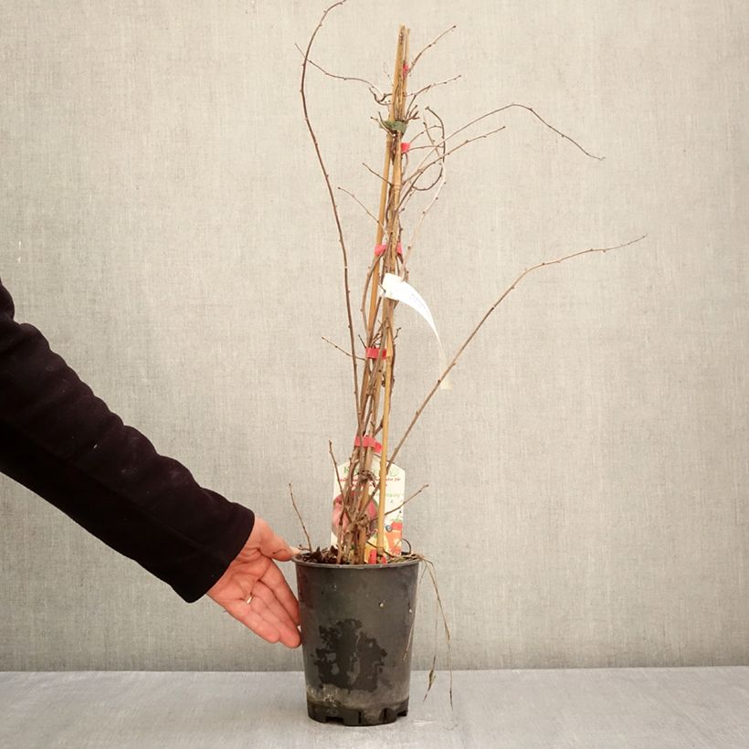 Exemplar von Actinidia kolomikta Red Beauty - Buntblättrige Kiwi Topf mit 2L/3L wie im Herbst geliefert