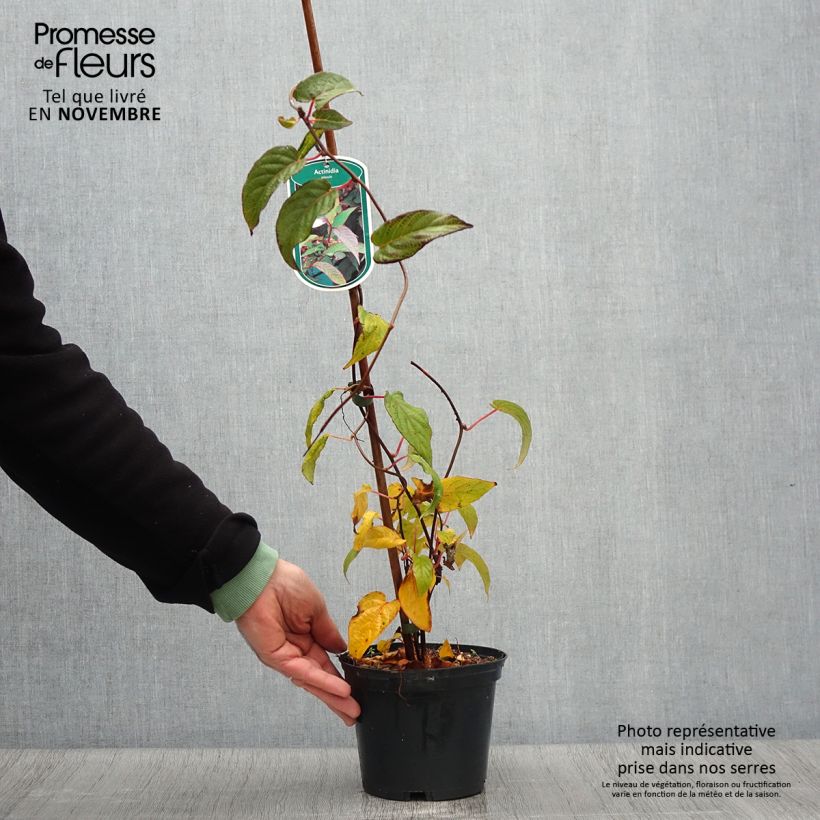 Exemplar von Actinidia pilosula - Spitzblättriger Strahlengriffel Topf mit 2L/3L wie im Herbst geliefert