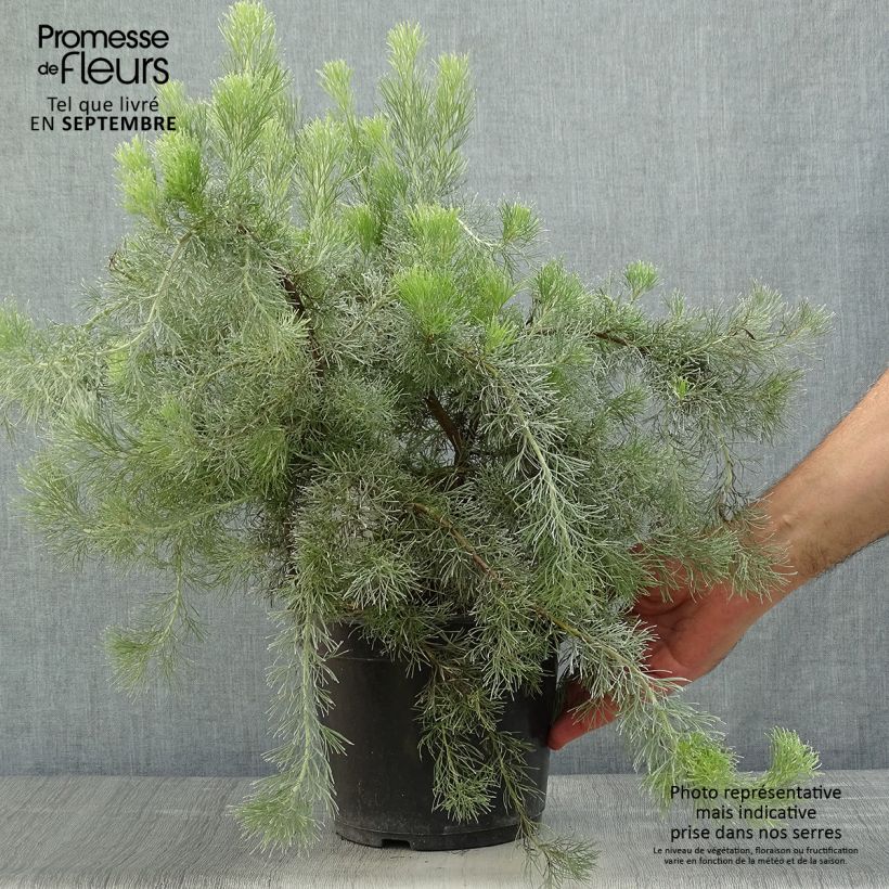 Exemplar von Adenanthos sericeus Topf mit 2L/3L wie im Herbst geliefert