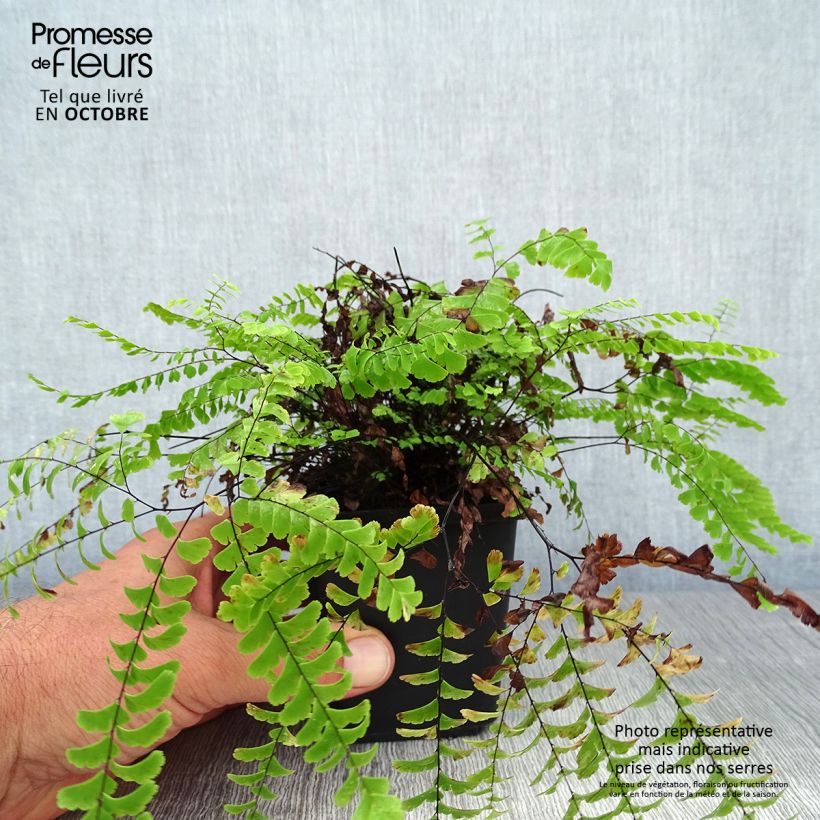 Exemplar von Adiantum aleuticum Imbricatum - Zwerg-Pfauenradfarn Kleine Töpfe von 8/9 cm wie im Herbst geliefert
