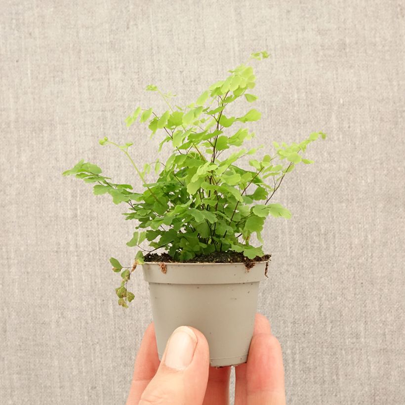 Exemplar von Adiantum Fritz Lüthi - Zwerg-Pfauenradfarn Mini-Pflanze wie im Frühjahr geliefert