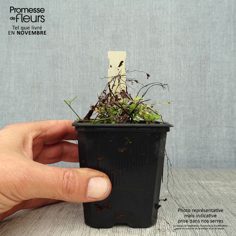 Exemplar von Adiantum pedatum - Hufeisenfarn Kleine Töpfe von 8/9 cm wie im Herbst geliefert