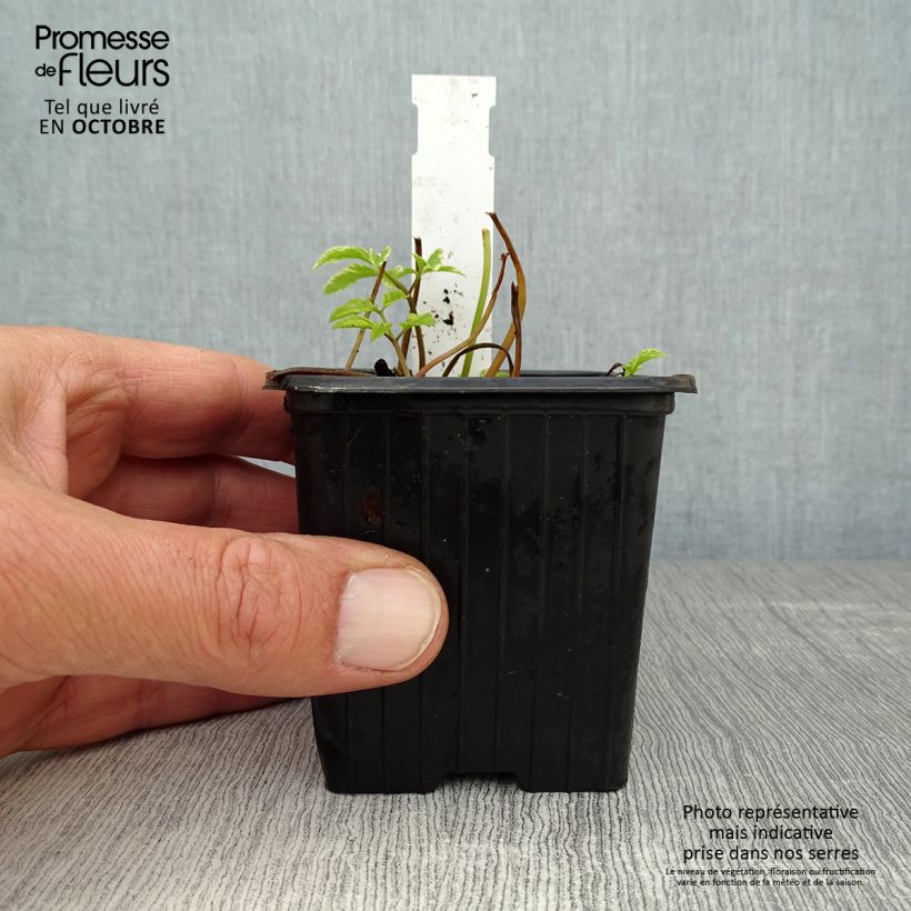 Exemplar von Aegopodium podagaria Variegata - Giersch Kleine Töpfe von 7/8 cm wie im Herbst geliefert