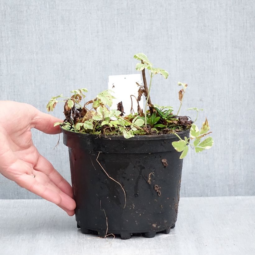 Exemplar von Aegopodium podagaria Variegata - Giersch Topf mit 2L/3L wie im Herbst geliefert