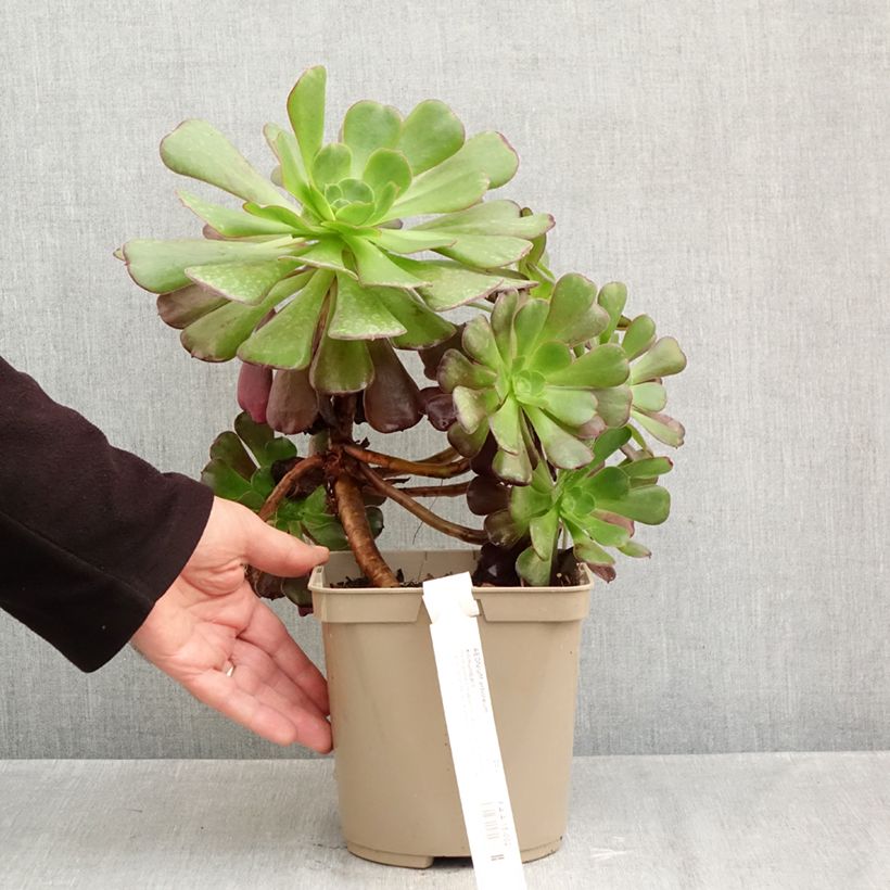 Exemplar von Aeonium arboreum Kilimandjaro - Rosettendickblatt Topf mit 3L/4L wie im Herbst geliefert