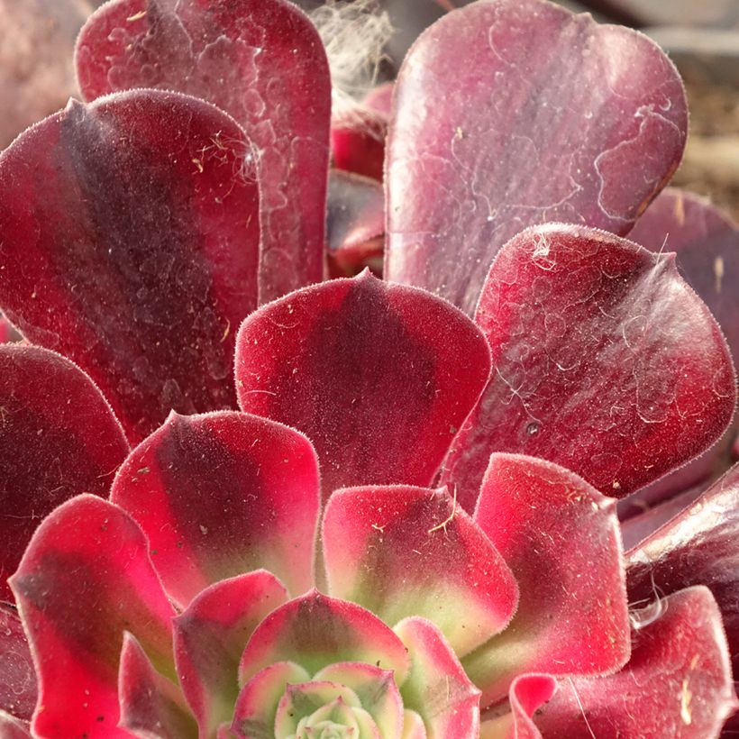 Aeonium arboreum Medusa - Rosettendickblatt (Laub)