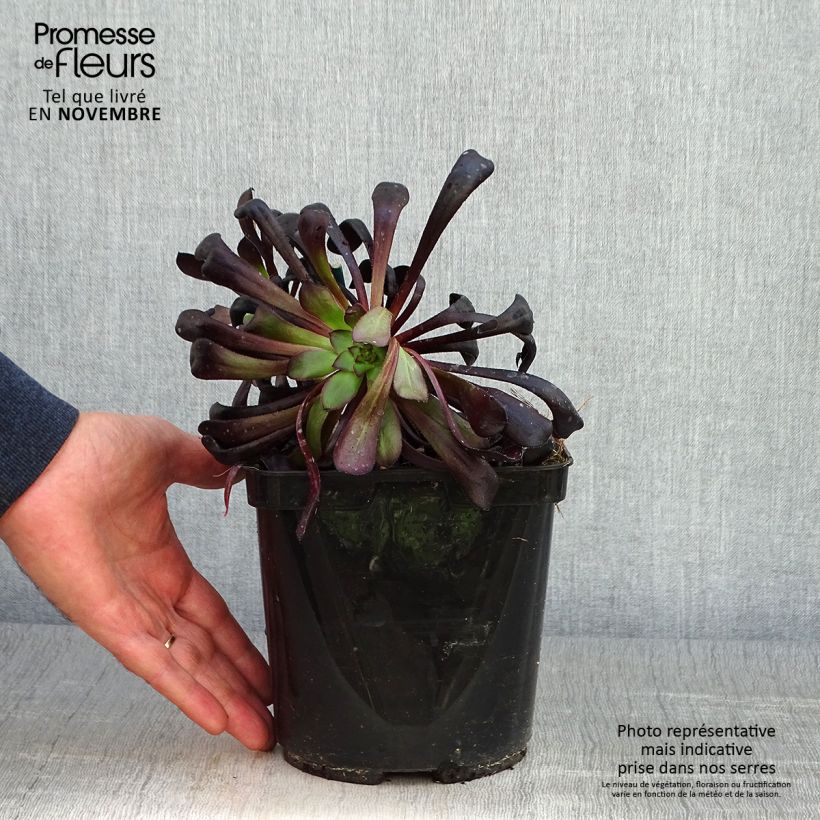 Exemplar von Aeonium arboreum var. atropurpureum Schwarzkopf Topf mit 3L/4L wie im Herbst geliefert