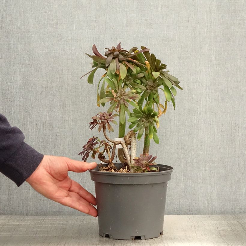 Exemplar von Aeonium arboreum var. atropurpureum Schwarzkopf Topf mit 3L/4L wie im Frühjahr geliefert