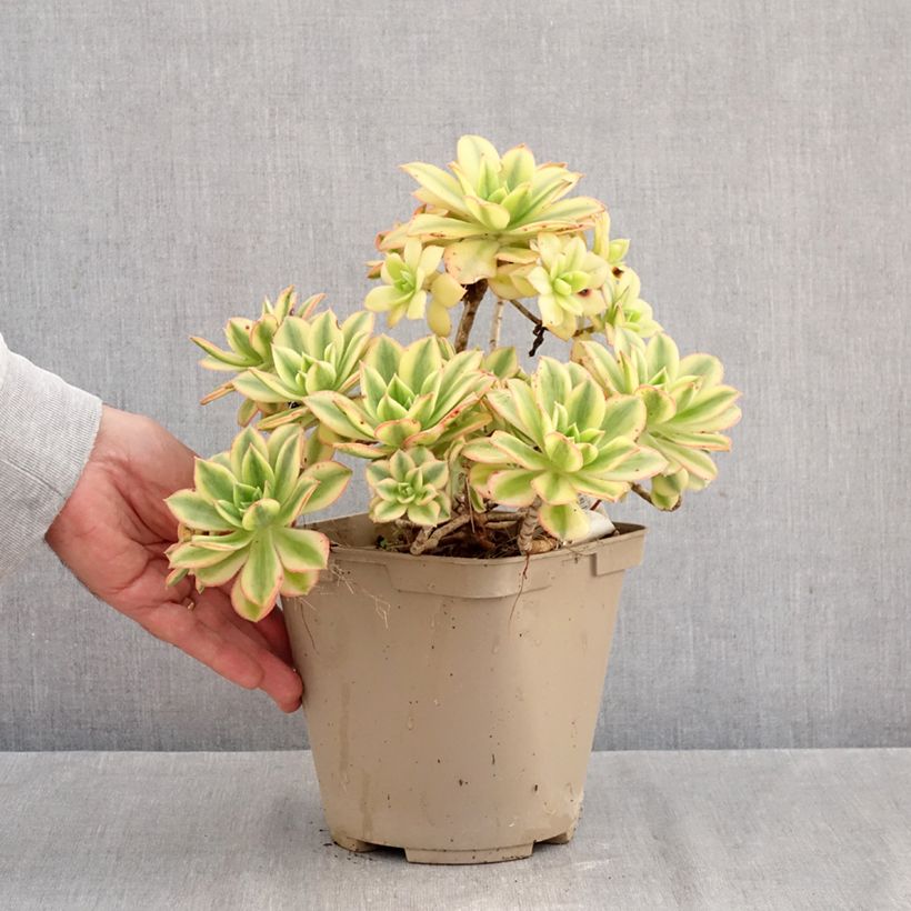 Exemplar von Aeonium Floresens Topf mit 3L/4L wie im Herbst geliefert