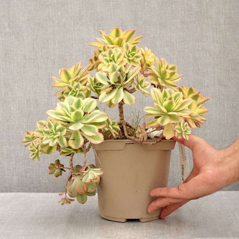 Exemplar von Aeonium Floresens Topf mit 3L/4L wie im Sommer geliefert