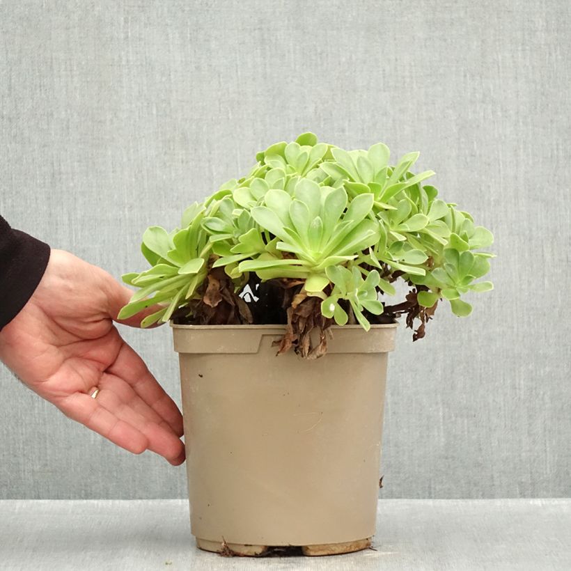 Exemplar von Aeonium Goblin Topf mit 3L/4L wie im Herbst geliefert