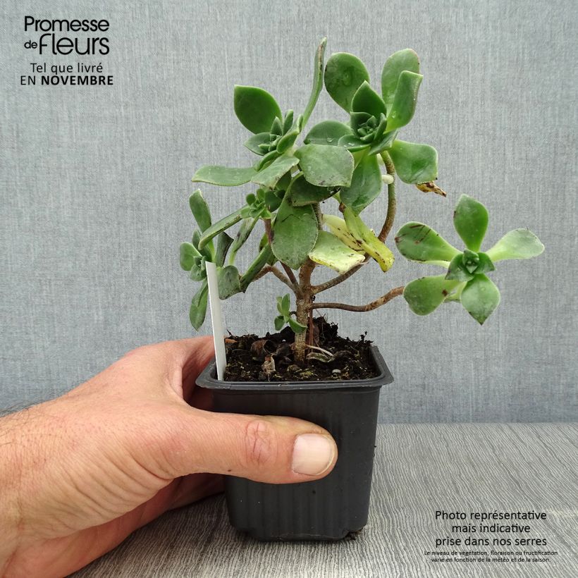 Exemplar von Aeonium haworthii Kleine Töpfe von 8/9 cm wie im Herbst geliefert