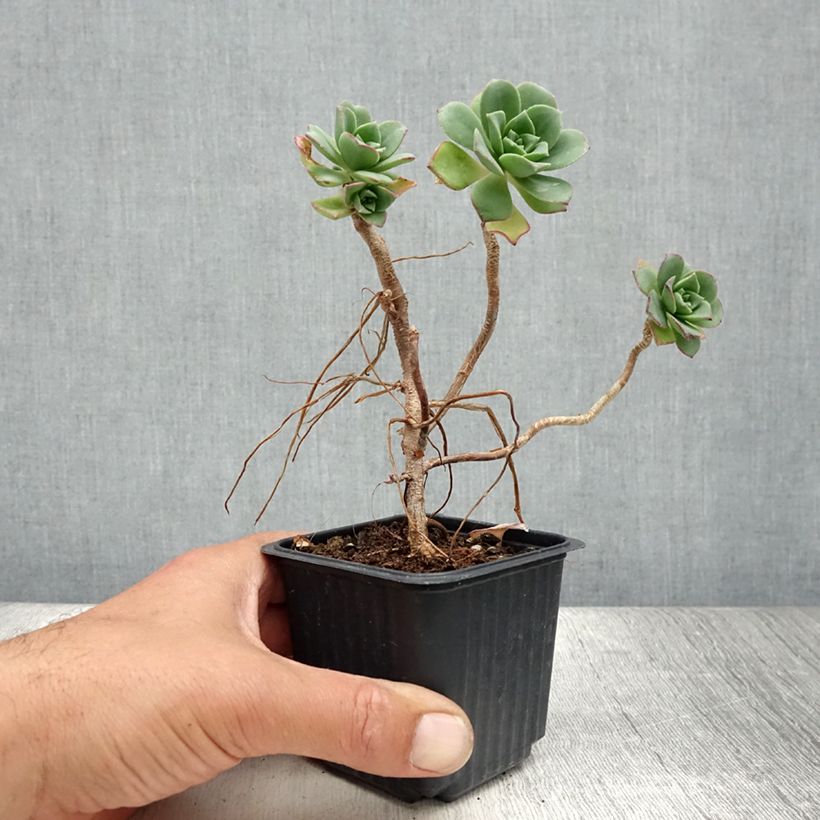Exemplar von Aeonium haworthii Kleine Töpfe von 8/9 cm wie im Sommer geliefert