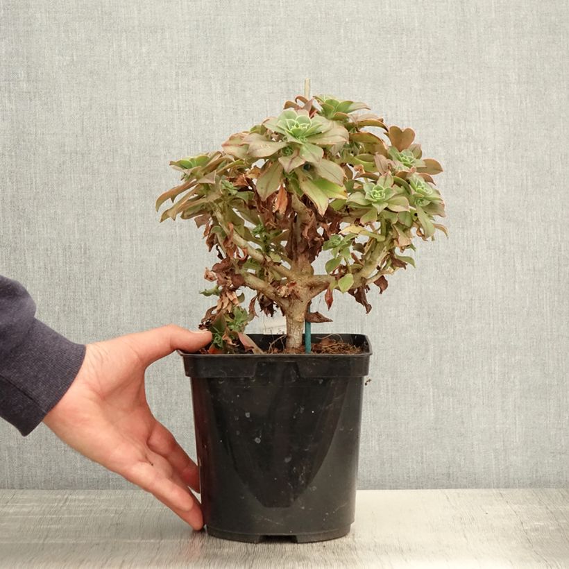 Exemplar von Aeonium leucoblepharum Topf mit 3L/4L wie im Frühjahr geliefert