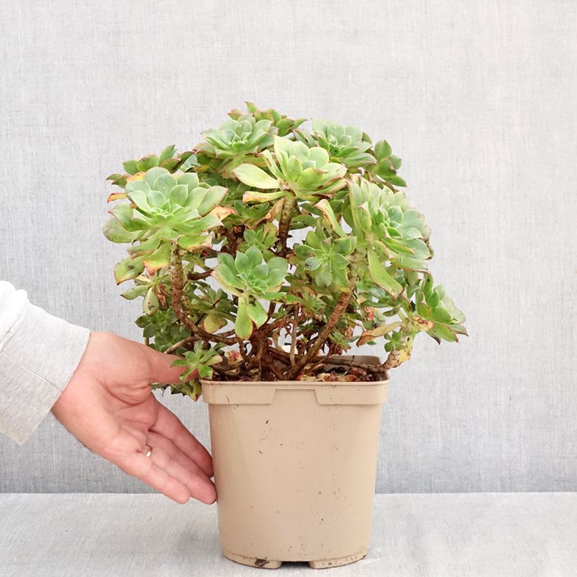 Exemplar von Aeonium Mary Ann Kunkel Topf mit 3L/4L wie im Herbst geliefert