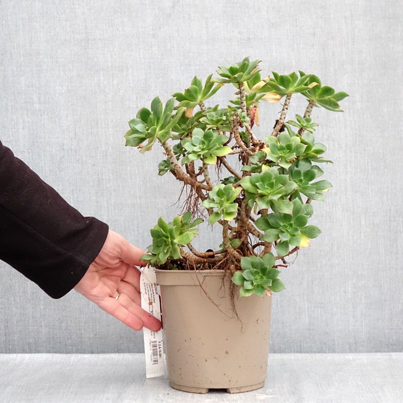 Exemplar von Aeonium Mary Ann Kunkel Topf mit 3L/4L wie im Winter geliefert