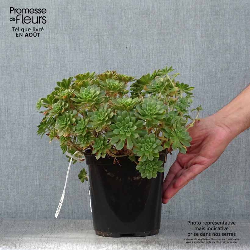 Exemplar von Aeonium occidentale Topf mit 3L/4L wie im Sommer geliefert