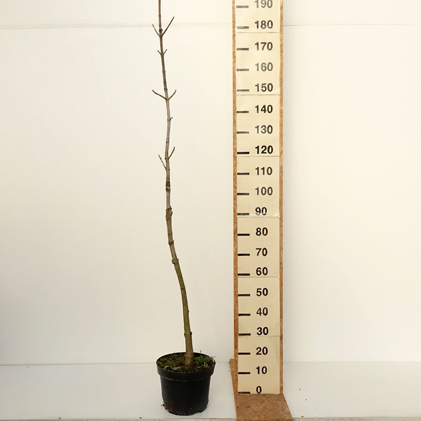 Exemplar von Chinesische Rosskastanie - Aesculus chinensis  Topf mit 12L/15L wie im Herbst geliefert