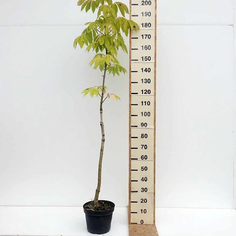 Exemplar von Chinesische Rosskastanie - Aesculus chinensis  Topf mit 12L/15L wie im Sommer geliefert