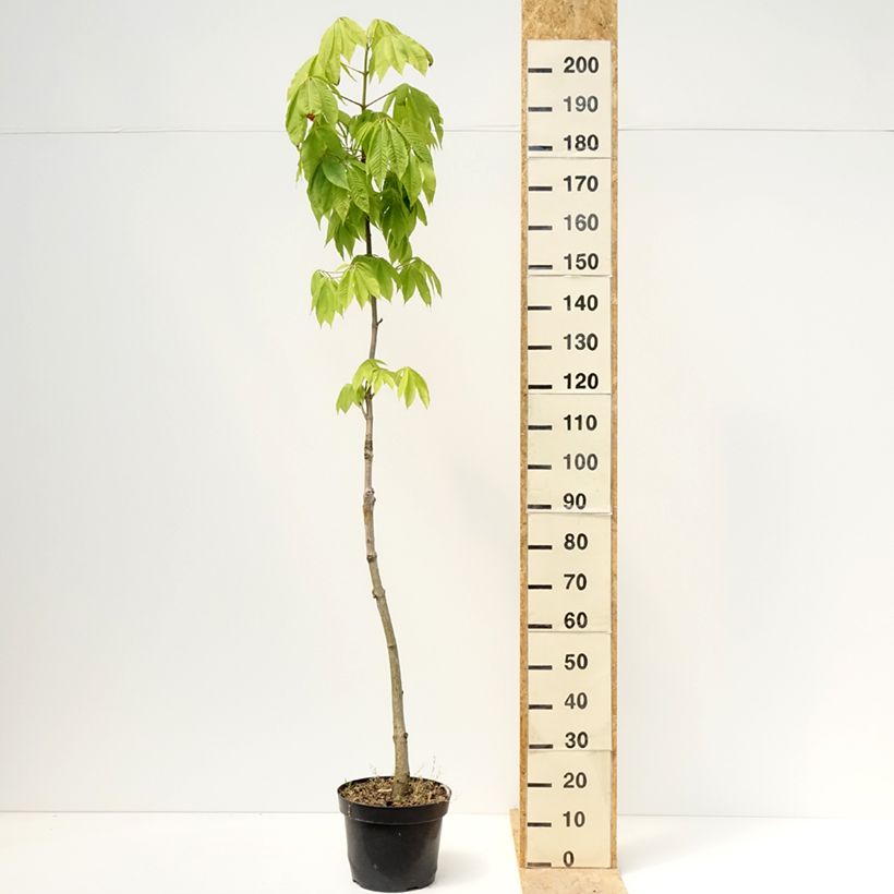 Exemplar von Chinesische Rosskastanie - Aesculus chinensis  Topf mit 12L/15L wie im Frühjahr geliefert