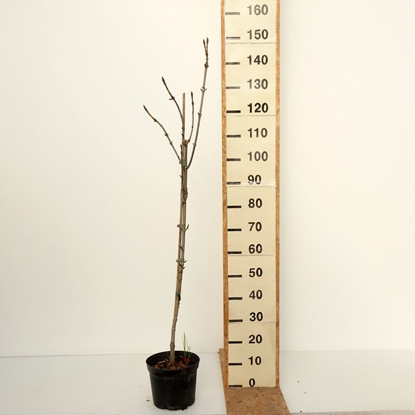 Exemplar von Aesculus Digitata - Marronnier commun hybride Pot de 4L/5L wie im Herbst geliefert