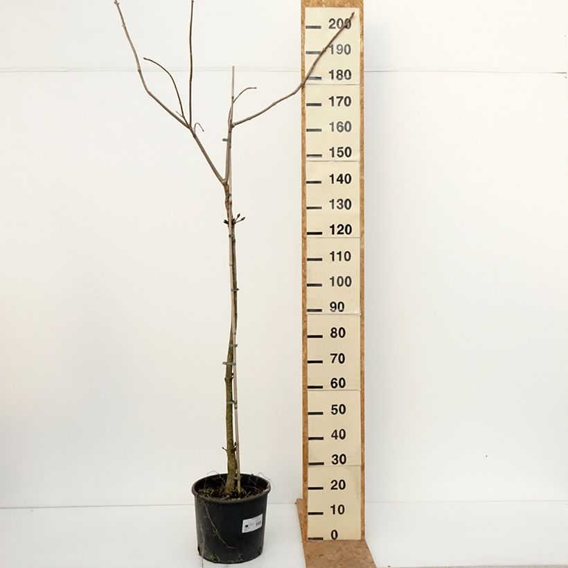 Exemplar von Aesculus flava - Gelbe Rosskastanie Topf mit 20L/25L, Stamm wie im Herbst geliefert